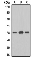 MAT2B Antibody