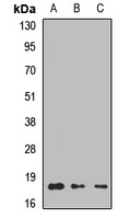 LAMTOR1 Antibody