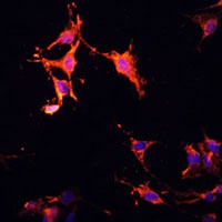 Anti-LAMTOR1 Antibody