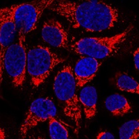 Anti-OCIAD1 Antibody