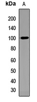 EPLIN Rabbit Polyclonal Antibody