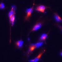 Anti-Nestin Antibody