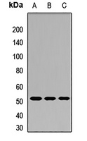 MBD2 Antibody