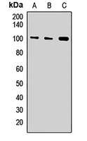 Exportin-T Antibody