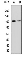 Sel-1L Rabbit Polyclonal Antibody