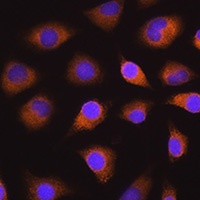 Anti-Sel-1L Antibody