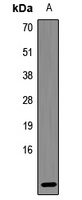 Defensin beta 121 Rabbit Polyclonal Antibody