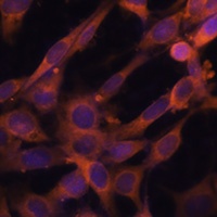 Anti-RAB21 Antibody