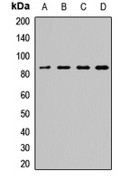 SEC23A Antibody