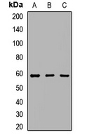 BAF60B Rabbit Polyclonal Antibody
