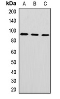 DNAJC10 Antibody