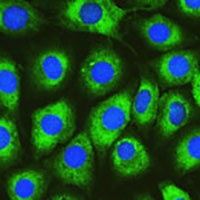 Anti-DNAJC10 Antibody