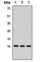 MED21 Antibody