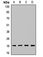 Cyclophilin H Rabbit Polyclonal Antibody