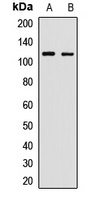 OB Cadherin Rabbit Polyclonal Antibody