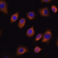 OB Cadherin Rabbit Polyclonal Antibody