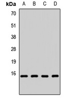 FAU Rabbit Polyclonal Antibody