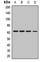 Atlastin-3 Rabbit Polyclonal Antibody