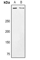 CSMD3 Antibody