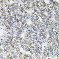 FUCA2 antibody