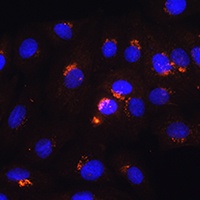 Anti-POFUT2 Antibody