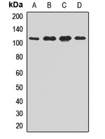 Importin 9 Rabbit Polyclonal Antibody