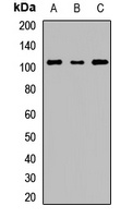 hES Rabbit Polyclonal Antibody