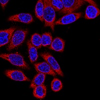 Anti-hES Antibody