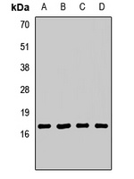 AP2-sigma Rabbit Polyclonal Antibody