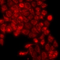 Anti-CD55 Antibody