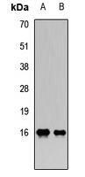 PLA2G2A Antibody