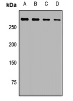 Spectrin alpha I Rabbit Polyclonal Antibody
