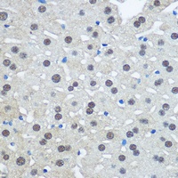 UBA1 antibody