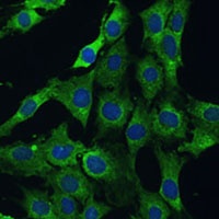 PLSCR3 antibody