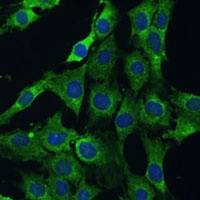 Anti-PLSCR3 Antibody