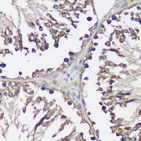 Anti-VAMP2 Antibody