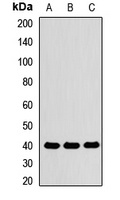PON1 Rabbit Polyclonal Antibody