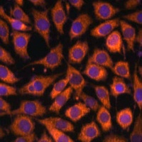 Anti-CD283 Antibody