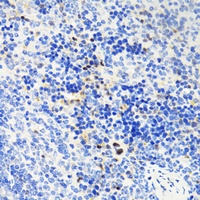 Anti-TET1 Antibody