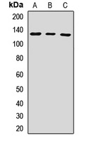 UPF1 Antibody