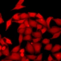 UPF1 Antibody