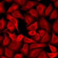 Anti-Dopamine Receptor D3 Antibody