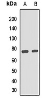 CD36L1 Antibody