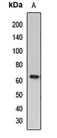 MYOC Antibody