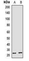 HBEGF Antibody