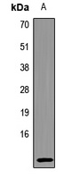 Uteroglobin Antibody