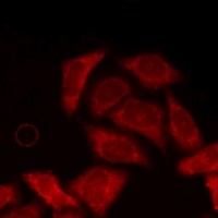 Anti-Amphiphysin 2 Antibody