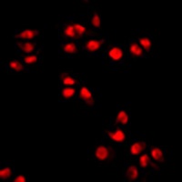 ESRRA antibody