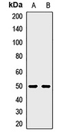 Syndecan 2 Rabbit Polyclonal Antibody