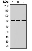 Calpain 2 Rabbit Polyclonal Antibody